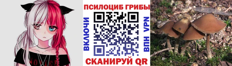 закладка кракен зеркало Псилоцибиновые грибы Cubensis Нефтекамск